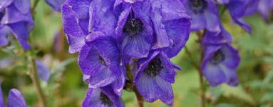 Prilbica modrá (Aconitum subgenus)